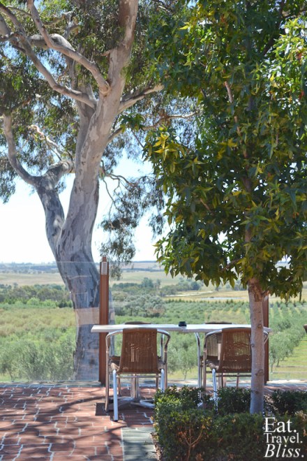 Olive grove views