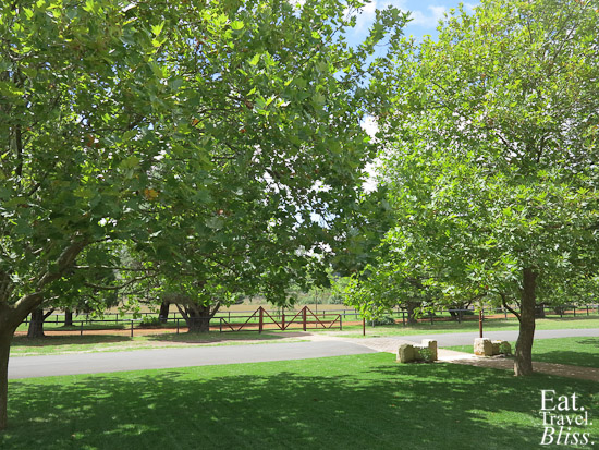 Berkolouw Kitchen - trees